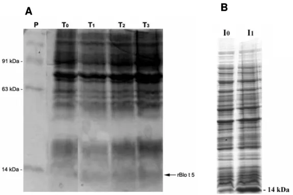 Figura 6.  Expressão de Blo t 5 recombinante. (A) P= padrão de peso molecular; T 0 =  Inóculo E.coli Rosetta (D3)- pET14B-Blo t 5 ; T 1  : Inóculo E.coli Rosetta (D3)-pET14B-Blo t  5 com adição de IPTG 1 mM induzido, tempo de expressão 1 hora; T 2 : Inócul