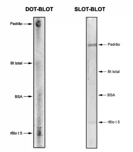 Figura 7. Imunodetecção do alérgeno Blo t 5 recombinante (rBlo t 5) de Blomia tropicalis  (Bt) em ensaios Dot-blot e Slot-blot