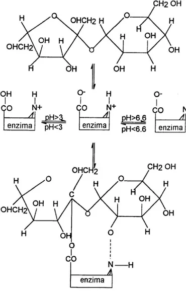 Figura 2.1 – Mecanismo sugerido para a formação do complexo ativo  invertase-sacarose (BOWSKI et al., 1971)