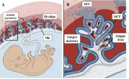 Figura  1.  Estrutura  da  placenta  humana.  (A)  Na  gestação  a  camada  uterina  se  diferencia  em  decídua