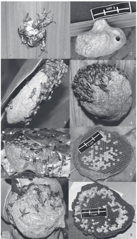 Fig. 2. Studied nests of P. bistriata. Numbers correspond to the colonies used in the study.