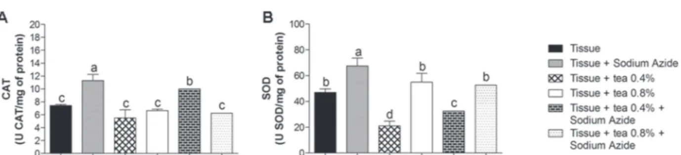 Figure 4 -  Effect of tea of Echinodorus grandiflorus  (leather hat) on the activity of antioxidant enzymes catalase (CAT) (Fig