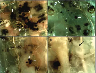 Figure 6 - Caterpillars of Diatraea flavipennella injected with microspheres. 