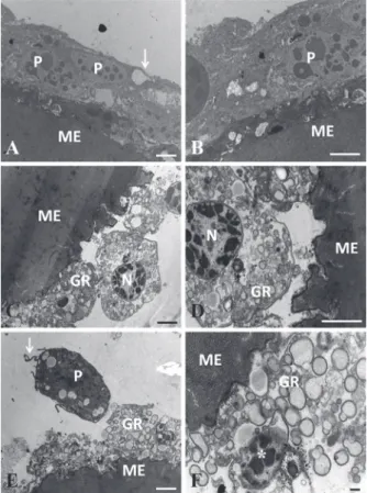 Figure 7 - Average (± EP) of the microspheres (Sephadex)  melanized by  Diatraea  flavipennella  caterpillars that were  non-parasitized and parasitized by  Cotesia  flavipes  and  evaluated  after  24  h  from  injection