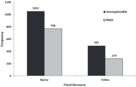 Figure 5 - Frequency of visits of A. mellifera per foraged resource and per floral type in  hermaphrodite and male flowers in a commercial crop in Irrigation Project of Mandacaru  in the municipality of Juazeiro, state of Bahia, Brazil.