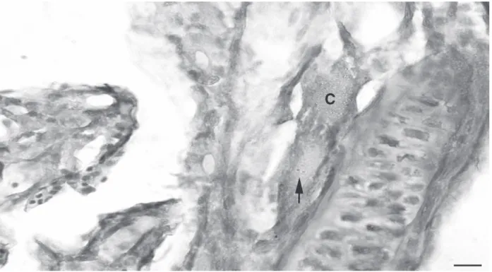 Figure 3 - Thyroid follicles in the R. canadum larvae with 8 th dah (C – collid, Arrow – reabsorption vesicles)