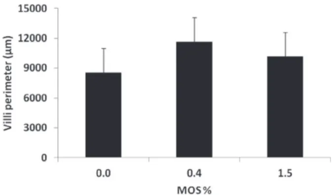 Figure 1 - Intestinal villi perimeter (µ ± SD) of juvenile  pacu (P. mesopotamicus ) fed control diet, 0.4 and 1.5% MOS  supplemented diets for 63 days (P&gt;0.05).