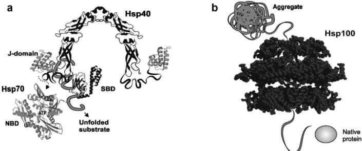 Figure 1 -  Molecular chaperones and heat shock proteins can be classified by their interaction with substrates