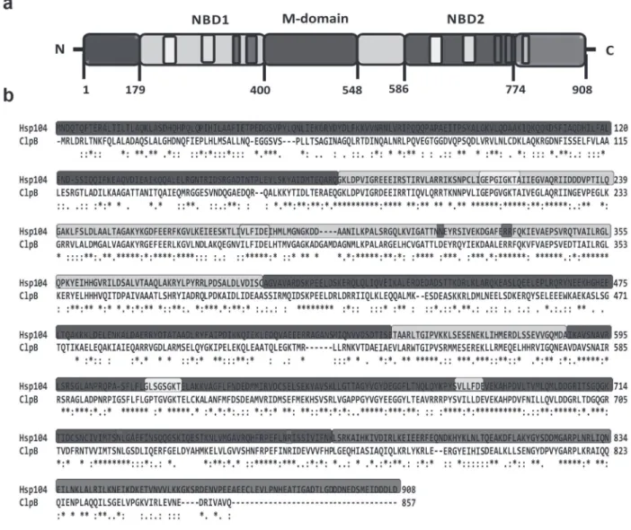 Figure 2 - ClpB/Hsp104. a) Schematic representation of the domains and motifs in Hsp100 proteins from the ClpB/Hsp104  subfamily