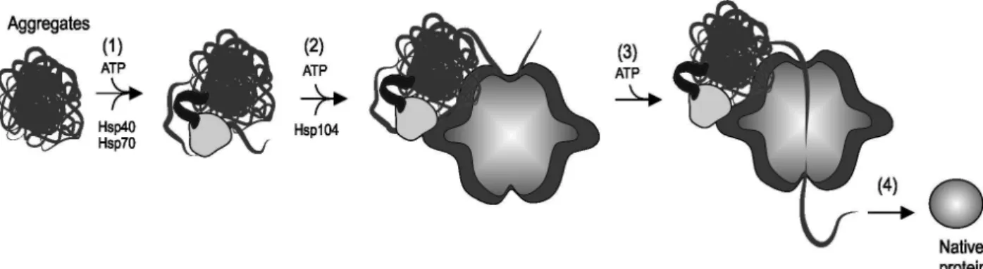 Figure 3 - A model for the cooperation between Hsp104, Hsp70 and Hsp40 to resolubilize aggregates