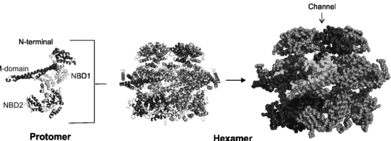 Figure 4 - Hexameric model for the Hsp100 family. Protomer cartoon representation of the structure of ClpB from  Thermus thermophilus (PDB accession number 1QVR); hexamer cartoon and sphere representation (PDB accession  number 4D2U) with detached protomer