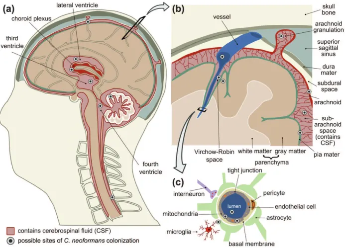 Fig. 3 - General view of the brain anatomy and areas affected by C. neoformans. a. Brain sagittal section and structures associated  with the CSF
