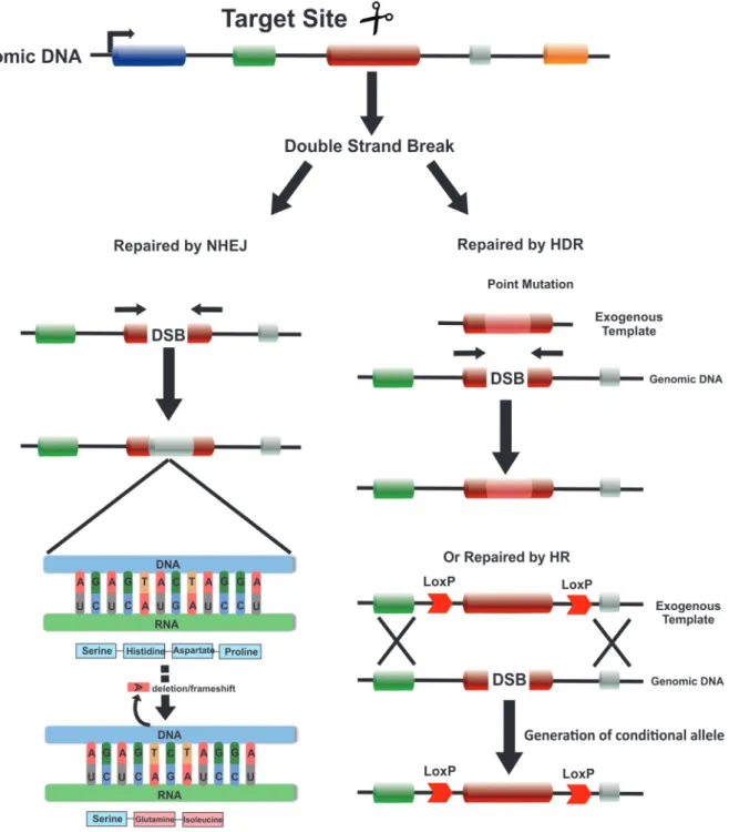 Figure 3: Nuclease-induced genome editing: modes and applications: Custom target nucleases (ZFNs, TALENs and CRISPR/