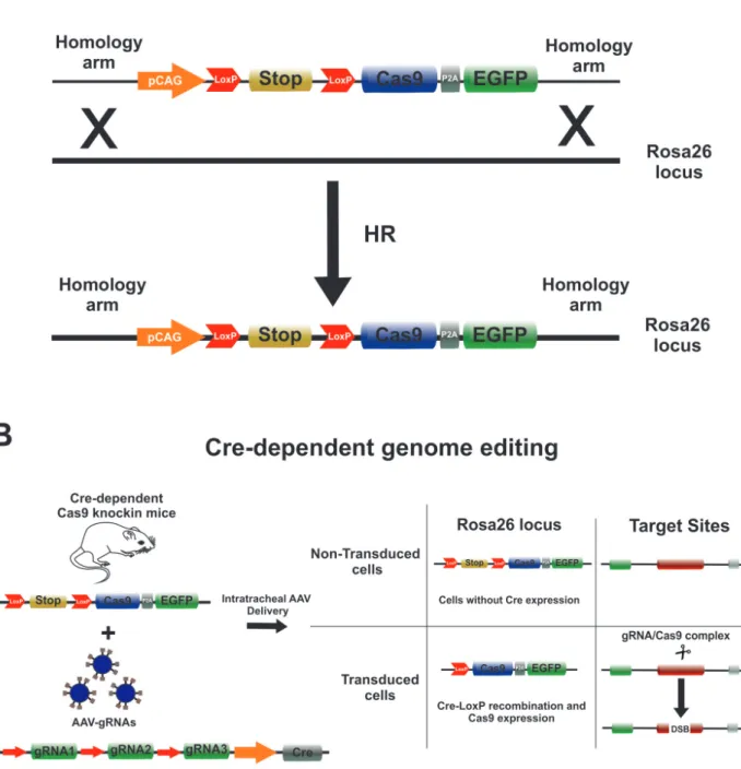 Figure 4: Generation and applications of the Cre-Dependent Cas9 mouse knockin: (A) Illustration of the Cre-dependent Cas9  Rosa26 targeting vector