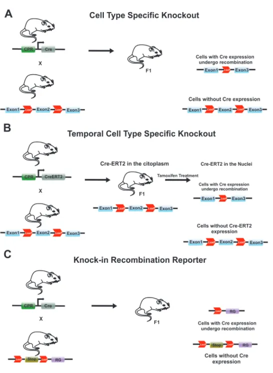 Figure 1 -  In vivo  transgenesis by SSR-systems: (A) Conditional knockout (cKO) mice may be generated by mating two different  lines of transgenic mice: One carrying a SSR enzyme (e.g