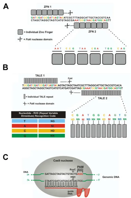 Figure 2 - Molecular mechanisms of DNA recognition: ZFNs, TALENs and CRISPR/Cas9: (A) Illustration of a ZFN pair bound  to DNA sequence on opposite strands
