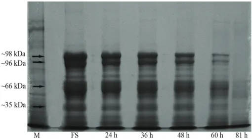 Figure 4 - Electrophoretic pattern of heat-stable proteins in the embryonic axes of Adenanthera  pavonina seeds