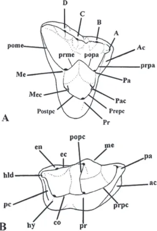 Figure 1  - Nomenclature for didelphimorph molar (modified  from Goin and Candela 2004)