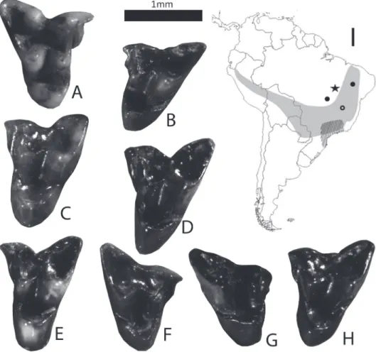 Figure 3 - Selected specimens of Gracilinanus from Gruta dos Moura and its revised geographic  distribution for the Pleistocene