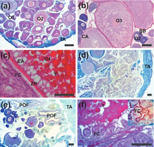 Figure 3 - Histological sections of H. francisci ovaries stained with hematoxylin-eosin and  Gomori´s thricrome