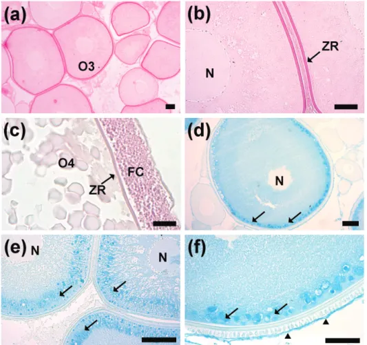 Figure 4 - Histochemical reaction in the H. francisci ovaries by periodic acid Schiff (PAS) a-c and  Alcian Blue (AB), pH 2.5 d-f