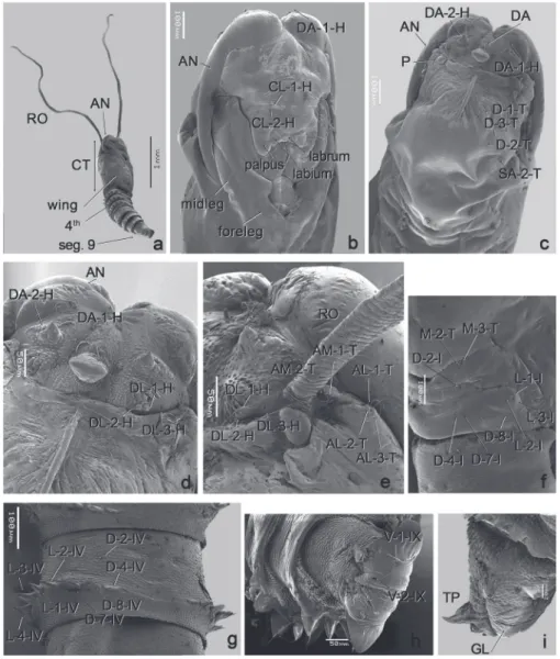 Figure 2a-i - Dasyhelea mediomunda Minaya, pupa (SEM). a-h female pupa, i male pupa; a,  entire pupa (lateroventral view); b, cephalothorax (ventral view); c, cephalotorax (dorsal view); 