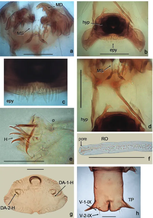 Figure 3a-h - Dasyhelea mediomunda Minaya, a-e larva, f male pupa, g-h  female pupa; a, mandible and  messors; b, epipharynx and hypopharynx; c, epypharynx; d, hypopharynx and messors; e, caudal segment; f,  respiratory organ; g, dorsal apotome; h, segment