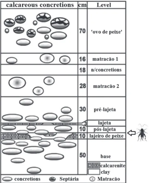 Figure 2 - Schematic profile of the distribution of the calcareous concretions and the location  of the fossil finding, modified from Saraiva et al
