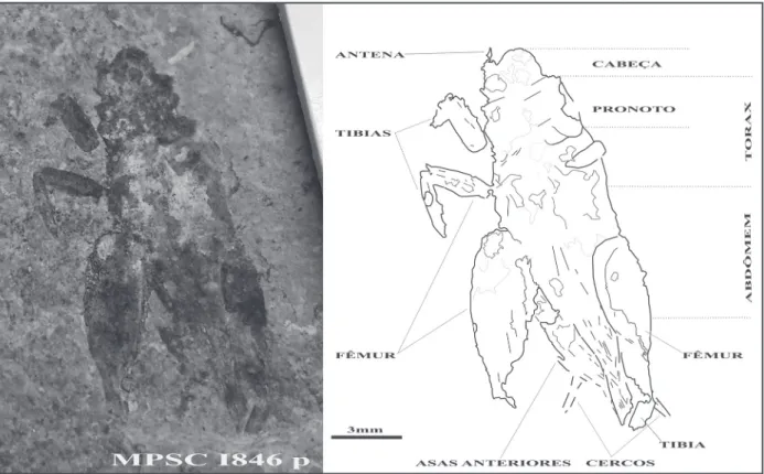Figure 3 - Araripegryllus romualdoi sp. nov. (MPSC 1846p) on the left, and its schematic drawing on the right.