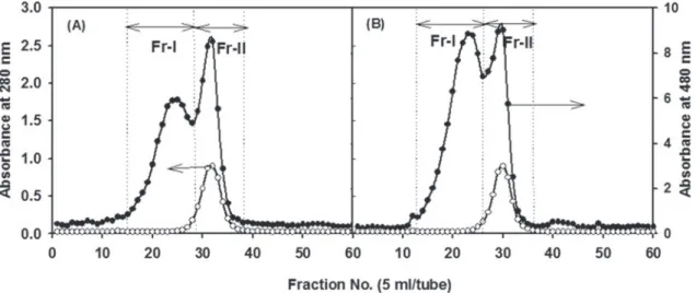 Figure 2 - Elution  profiles  of  the  EPSs  from  submerged  culture  of  B. animalis with and without cigarette smoke  condensate (CSC) in Sepharose CL-6B chromatography