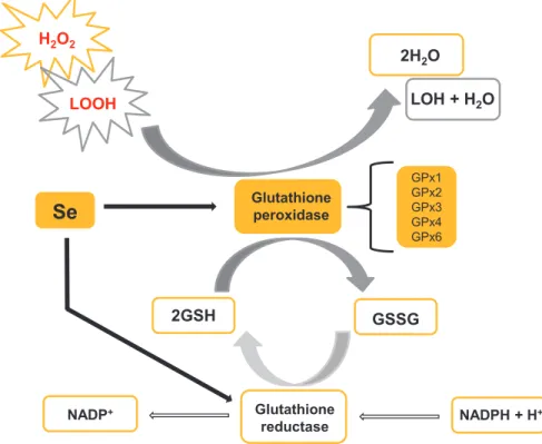 Figure 1 -  Detoxification of hydrogen peroxide (H 2 O 2 ) and lipid peroxides (LOOH) by Se- Se-dependent glutathione peroxidase