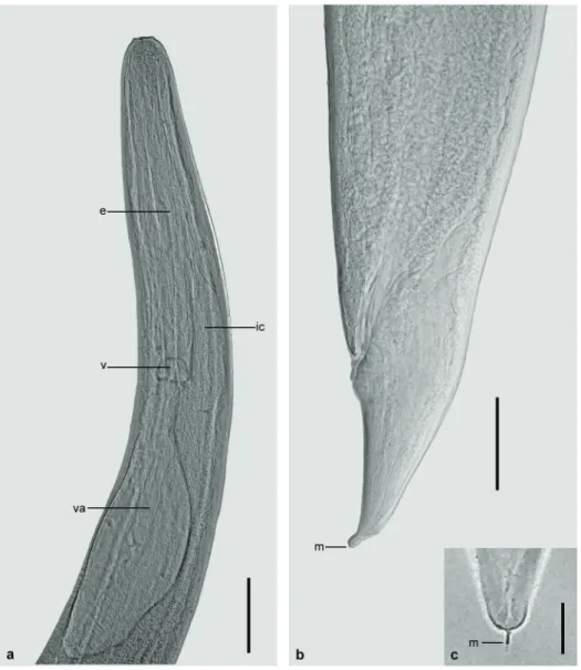Figure 3 - Third-instar larva of Hysterothylacium deardorffoverstreetorum. a. Anterior end, showing  esophagus (e), ventricle (v), ventricular appendix (va) and intestinal caecum (ic)