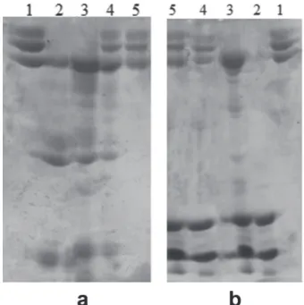 Figure 5 -  Vitamins effect on fibrinogenolytic activity. ( a)  Samples: 1- Fibrinogen (60 µg); 2- Bothrops atrox venom (60  µg); 3- Fibrinogen + B