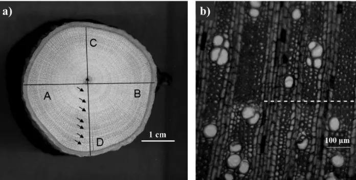 Figure 2 – Macro - (2a) and microscopic (2b) aspects of the growth rings observed in R