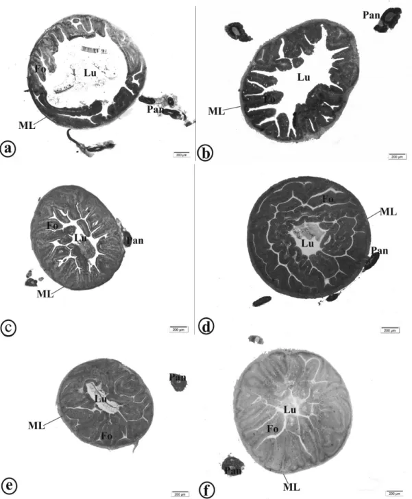 Figure 2 - Intestinal morphology of yellow tail tetra (Astyanax altiparanae). a: Animals fed 0.0 g kg -1 ; b: Animals  fed 0.5 g kg -1 ; c: Animals fed 1.0 g kg -1 ; d: Animals fed 1.5 g kg -1 ; e: Animals fed 2.0 g kg -1 ; f: Animals fed 2.5 g  kg -1 