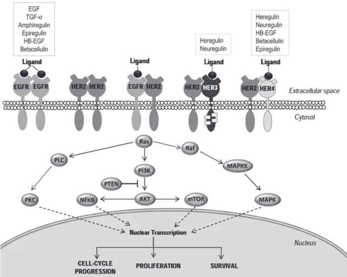 Figure 1 - her receptors, their ligands and downstream signaling pathways activated following tyrosine kinase activity  and receptor phosphorylation