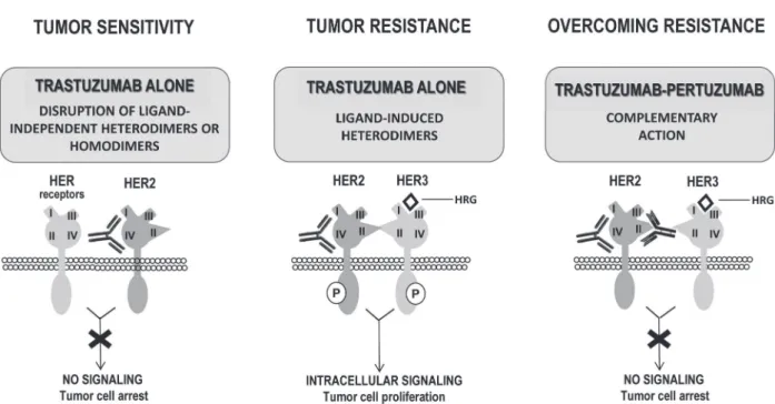 Figure 2 - the complementary mechanisms of pertuzumab and trastuzumab.  (left) HER2 receptors on the surface of  the HER2-expressing breast cancer cells can dimerize with themselves or with other HER receptors in a ligand-dependent or  independent manner, 