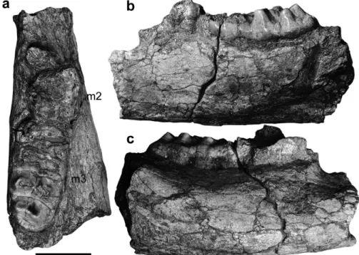 Figure 2 - Right fragmented mandible ramus of Sinomammut tobieni (GIOTC 0984-9-178)  with m2 and m3