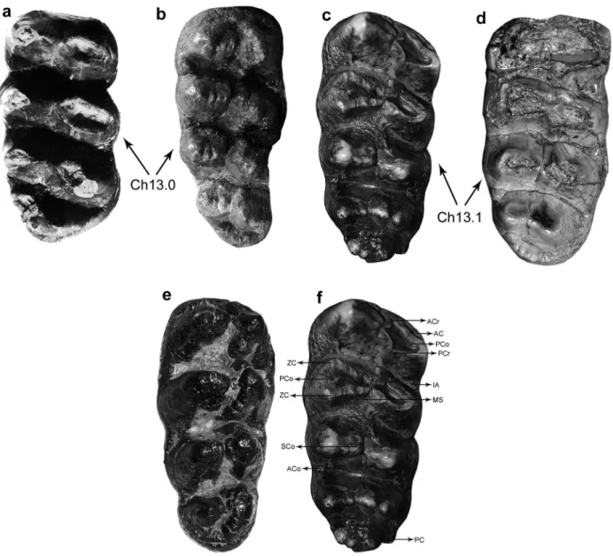 Figure 3 - Occlusal view of third lower molars (m3) of Mammutidae (a,b,c) and Gomphotheriidae (e) compared to m3 of  Sinomammut tobieni  gen