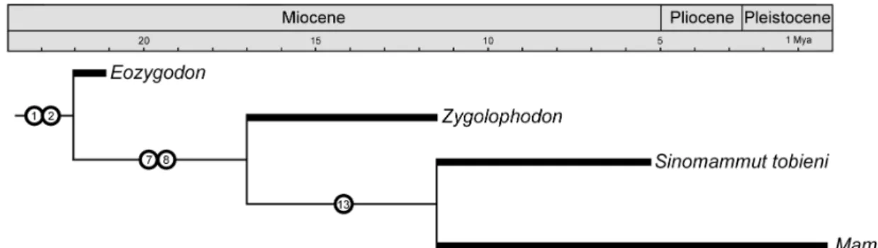 Figure 5 - Phylogenetic hypothesis of the family Mammutidae including the new mastodon Sinomammut tobieni