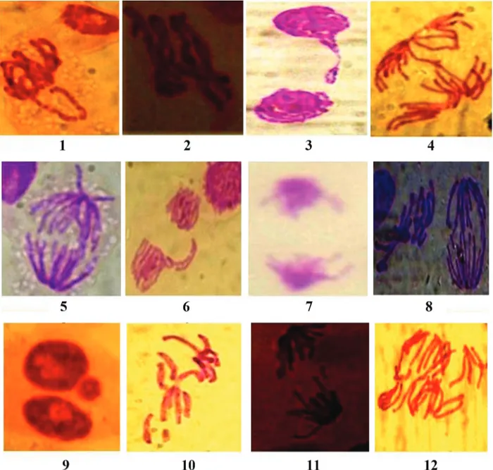 Figure 2 - Types of abnormalities in V. faba (Giza 3) root-tip meristems after root treatment for 6, 12 and 24 h with three extracts  of D
