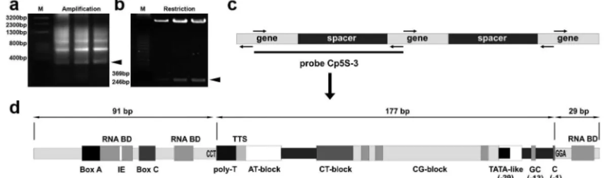 Figure 1 - Development and molecular characterization of the 5S rDNA probe from C. pubescens