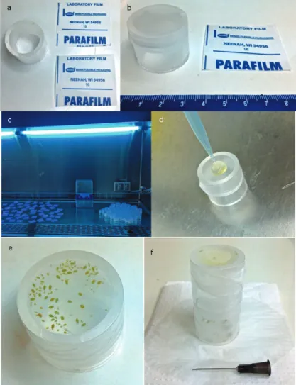 Figure 1 - Artificial tritrophic system for rearing aphids and aphidophagous  predators:  a) Tube and two Parafilm M pieces; b) Tube with one parafilm layer  attached and a second parafilm piece, ruler with scale in cm; c)  Sterilization of  the system com
