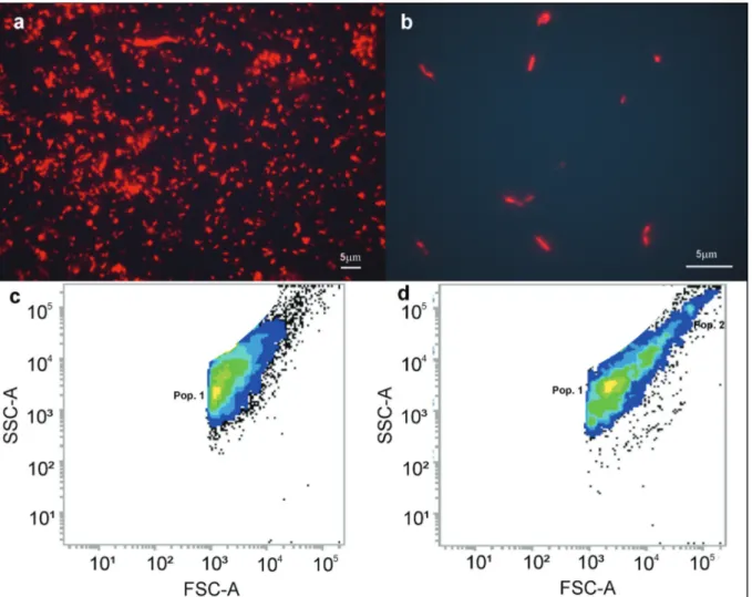 Figure 3 - Comparison of free-living bacterial communities between control (a) and T2 (b) with the evaluation of the population  of bacteria by flow cytometer after 10,000 acquired events on control (c) and T2 (d)