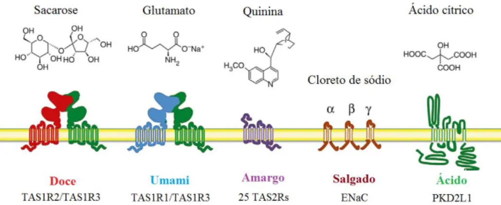 Figura  3:  Exemplo  de  estímulos  naturais  e  recetores  de  sabor  envolvidos  no  reconhecimento  das  cinco  qualidades primárias de sabor (Briand e Salles, 2016; Lu et al.,2017 Shigemura e Ninomiya, 2016)