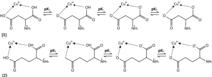 Figure 2 - Structural forms: L-aspartate-Cu (II) [1] and L-glutamate-Cu (II) [2] in aqueous medium.