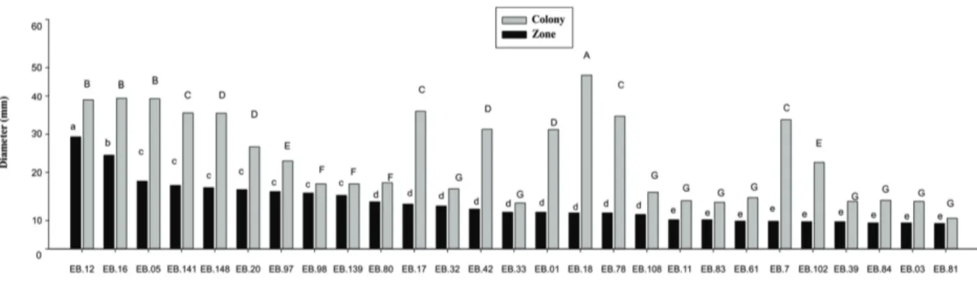 Figure 1 - Average colony (colony Ø) and phosphate solubilization zone (zone Ø) diameters in NBRIP medium supplemented with  tricalcium phosphate [Ca 3 (PO 4 ) 2 ] for endophytic bacteria isolated from “Prata Anã” banana tree roots