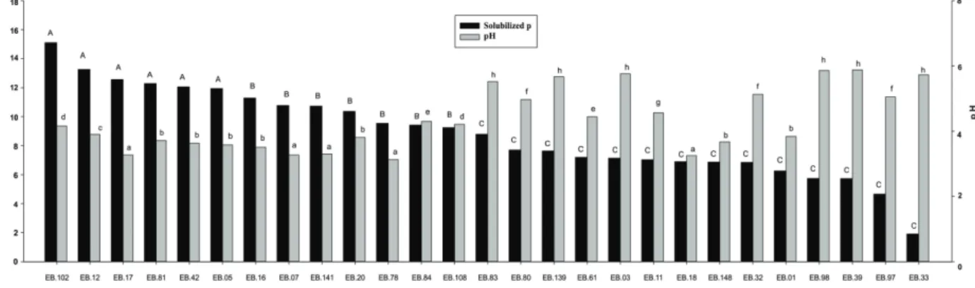 Figure 3 - Average pH and solubilized P (mg L -1 ) in NBRIP medium supplemented with tricalcium phosphate [Ca 3 (PO 4 ) 2 ] for  endophytic bacteria isolated from “Prata Anã” banana tree roots