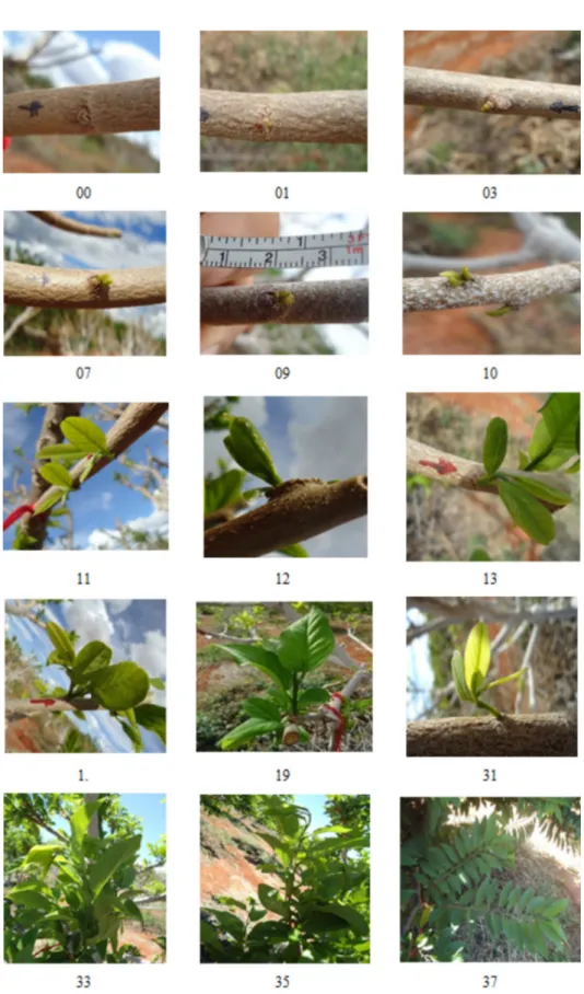 Figure 2 - Principal growth stages (00-37) of sugar-apple (A. squamosa L.) as described by the  BBCH scale in Janaúba, Minas Gerais, Brazil