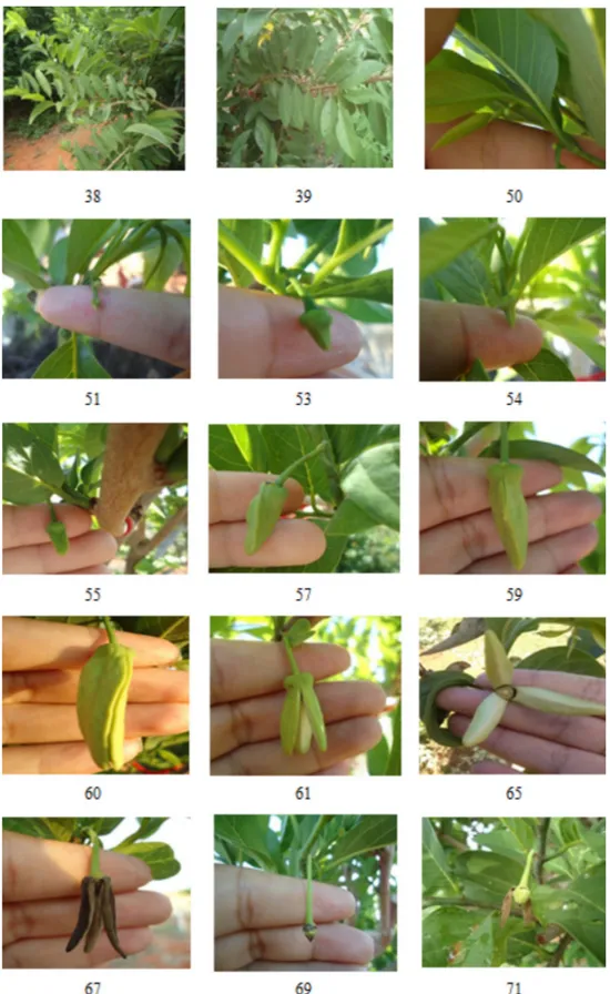 Figure 3 - Principal growth stages (38-71) of sugar-apple (A. squamosa L.) as described by the BBCH  scale in Janaúba, Minas Gerais, Brazil